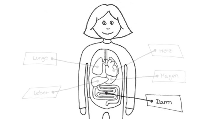 image: Animation intestine: storyboard